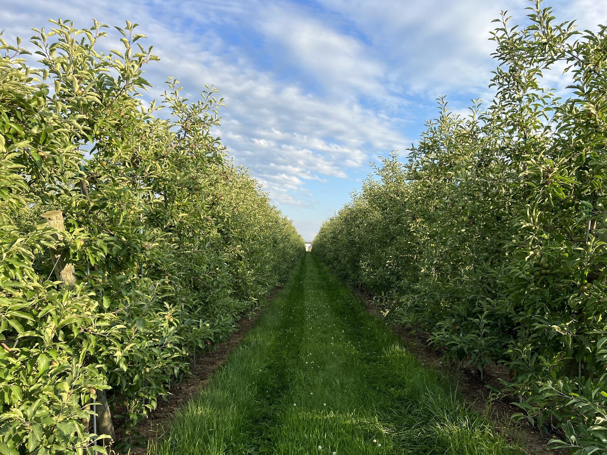 Orchard Row