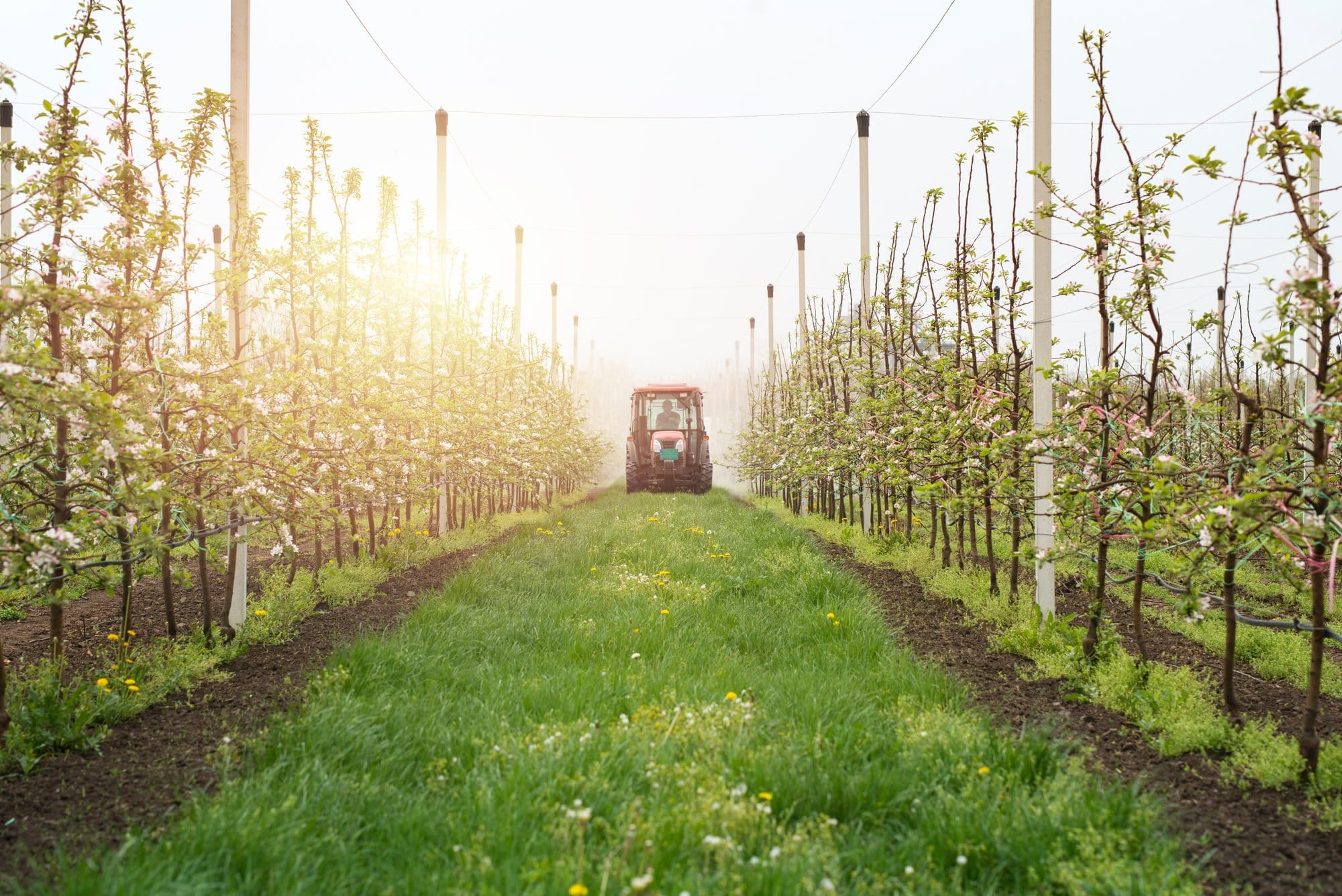 Orchard Tractor