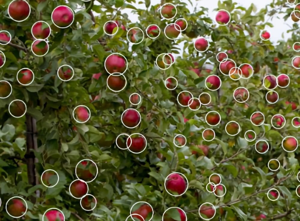 Apple Detection